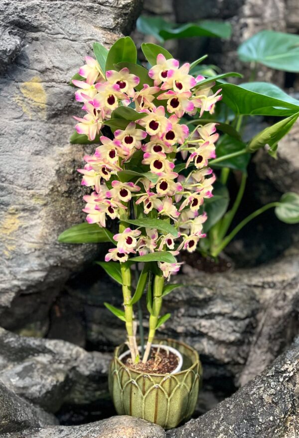 Dendrobium nobile 'Sunny Eyes', blommande planta