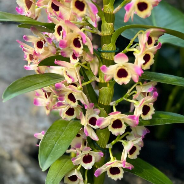 Dendrobium nobile 'Sunny Eyes', blommor
