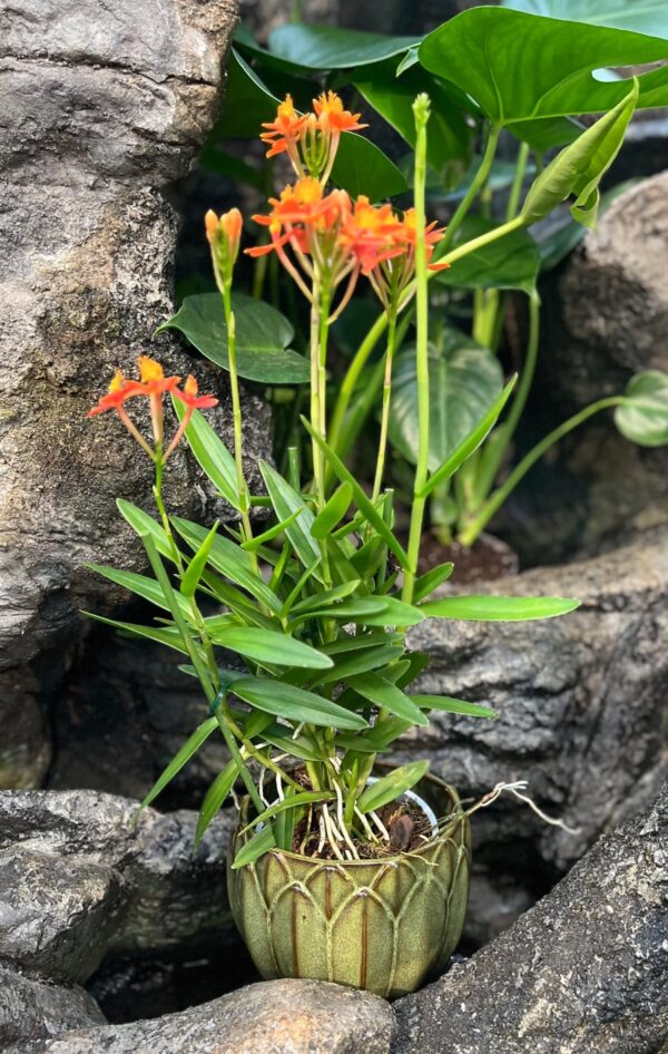 Epidendrum Ballerina 'Orange', blommande planta