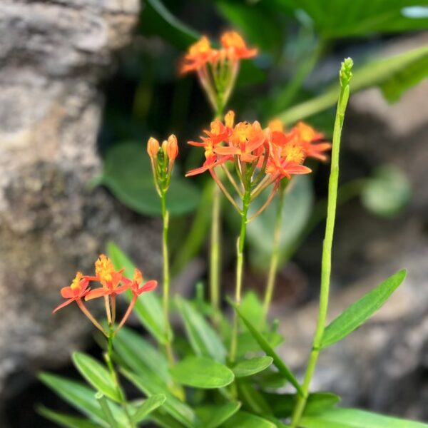 Epidendrum Ballerina 'Orange', blommor