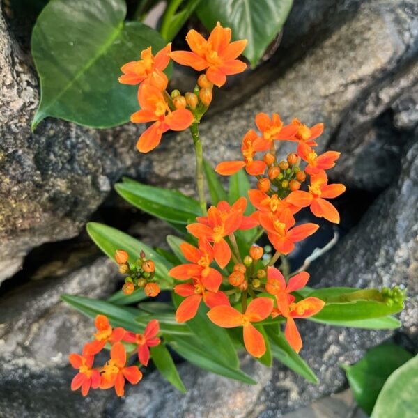 Epidendrum Ballerina 'Orange', blommor