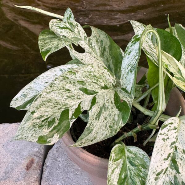 Epipremnum pinnatum 'Marble Variegata', blad