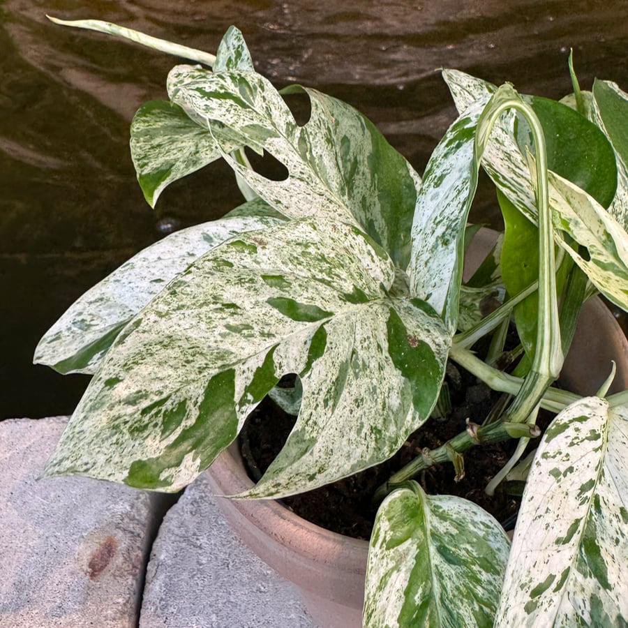 Epipremnum pinnatum 'Marble Variegata', blad