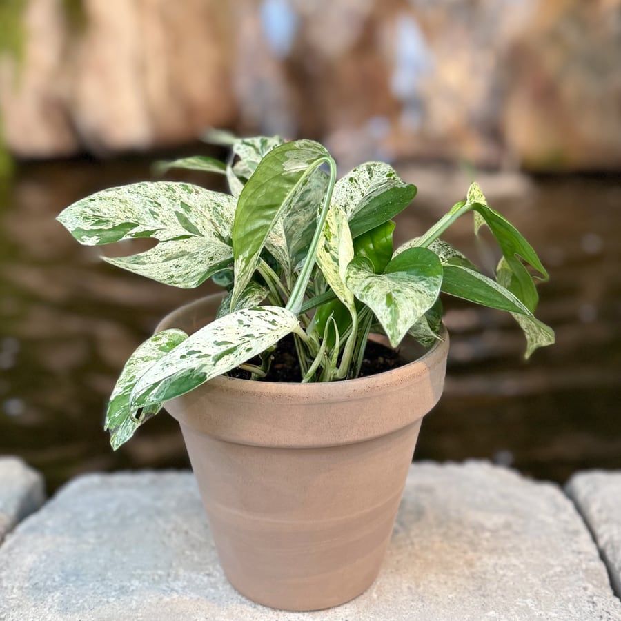 Epipremnum pinnatum 'Marble Variegata', vuxen planta