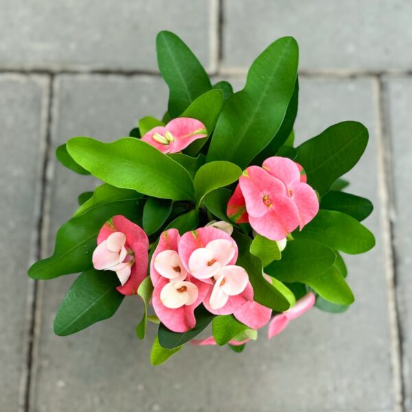 Euphorbia milii 'Charlotte', blommor