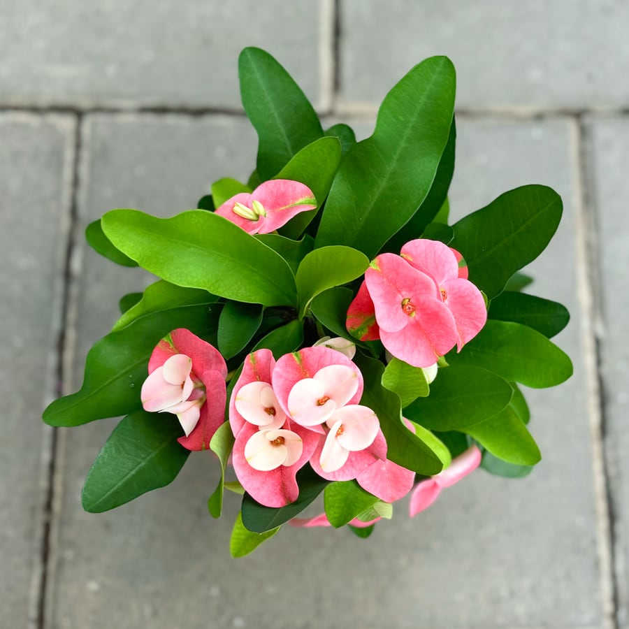 Euphorbia milii 'Charlotte', blommor