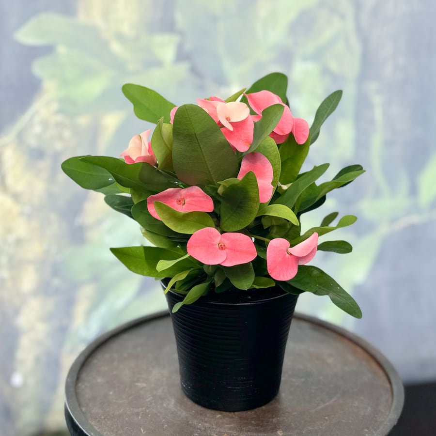 Euphorbia milii 'Charlotte', i blom