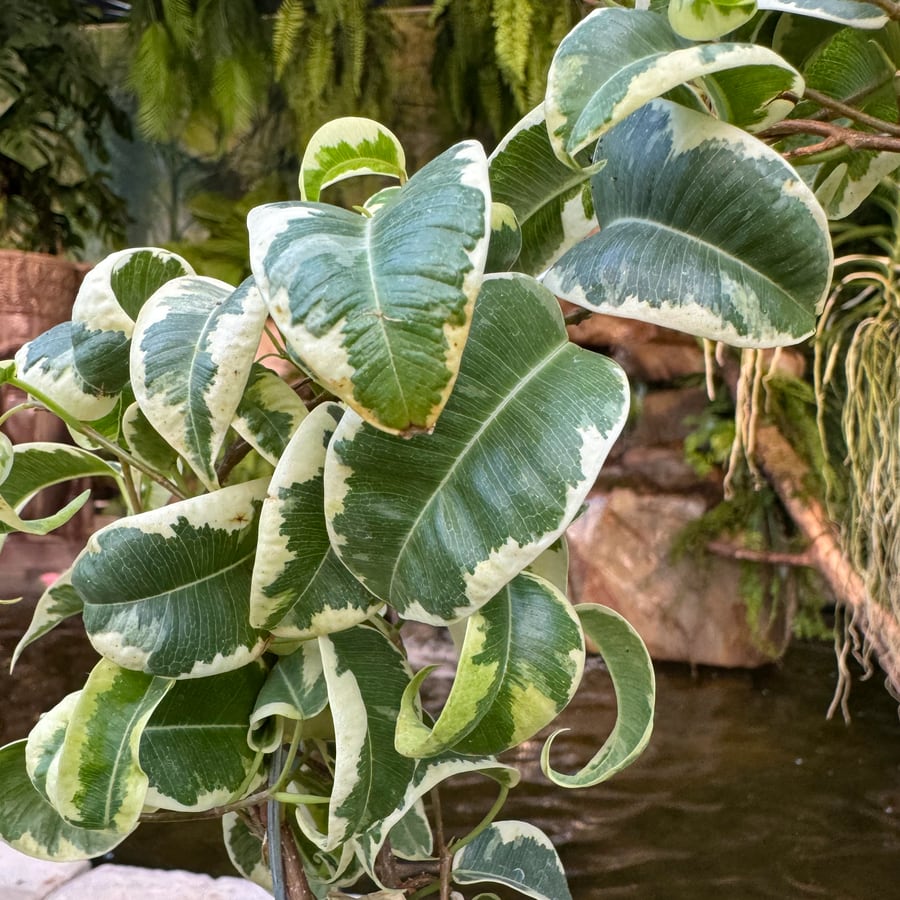 Ficus benjamina 'Boucle', blad
