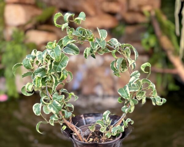 Ficus benjamina 'Boucle', ung planta på bage