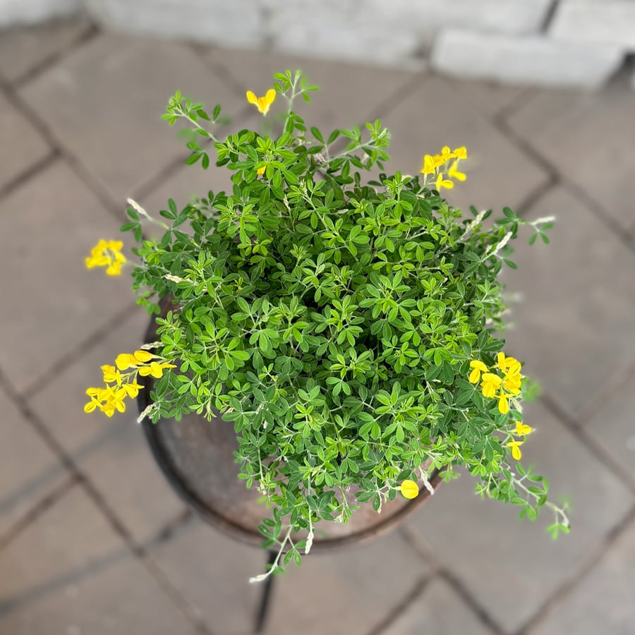 Genista spachiana, blad