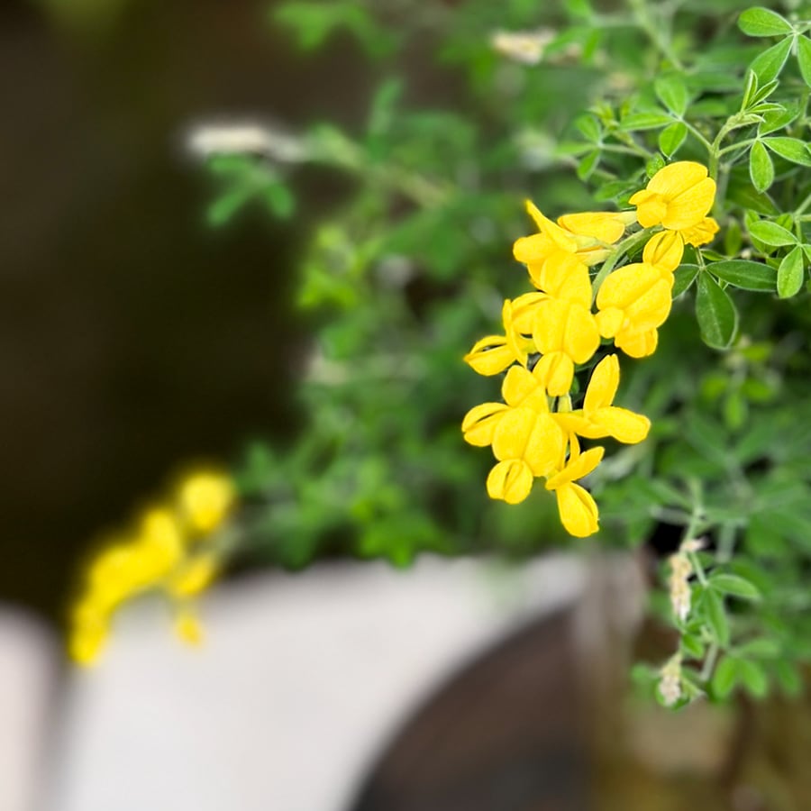 Genista spachiana, blommor