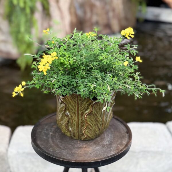 Genista spachiana, i blom