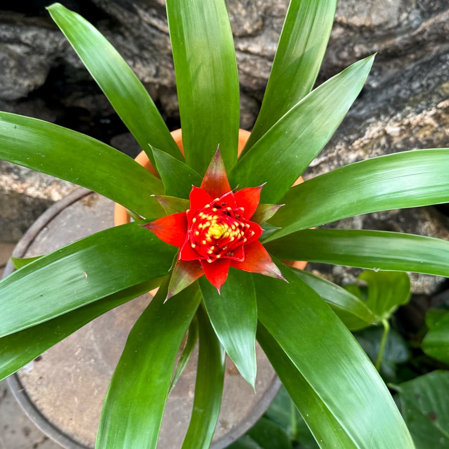 Guzmania Punta, blommor