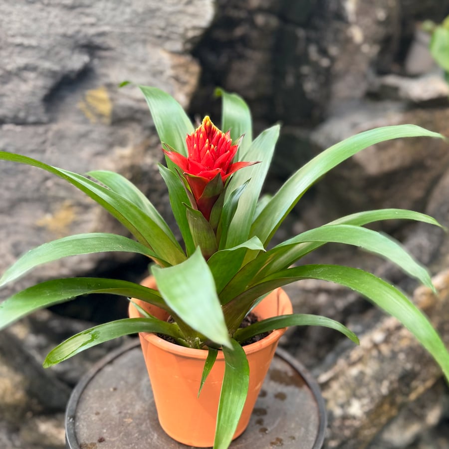 Guzmania Punta, i blom
