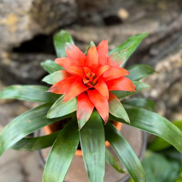 Guzmania Tutti Frutti, i blom