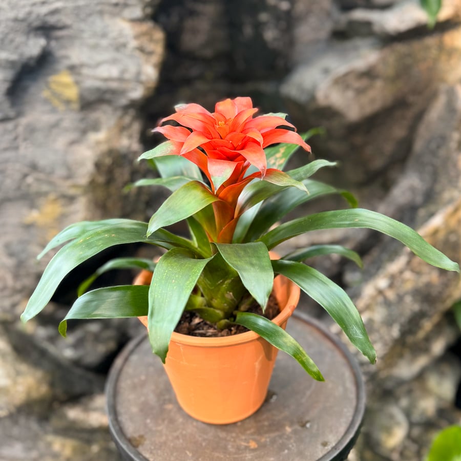 Guzmania Tutti Frutti, i blom
