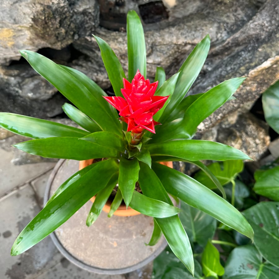 Guzmania × Vriesea Patricia, i blom