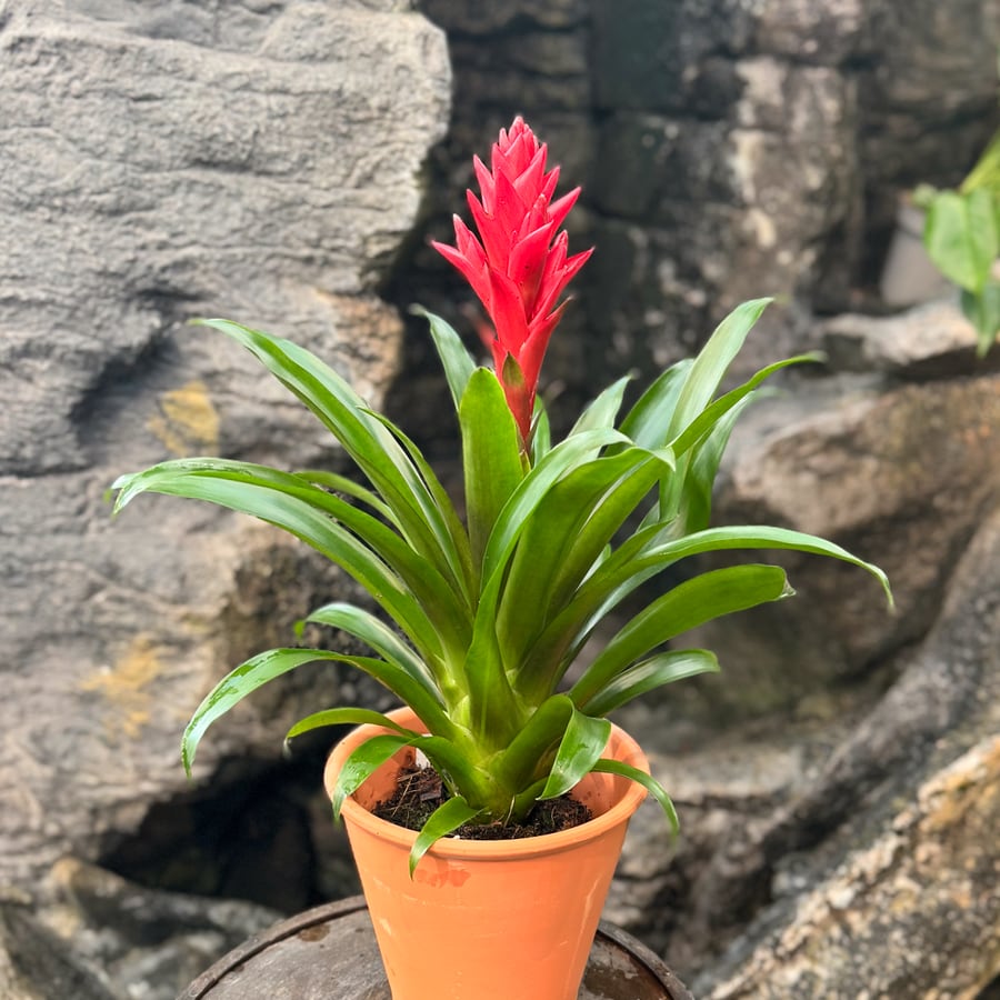 Guzmania × Vriesea Patricia, i blom