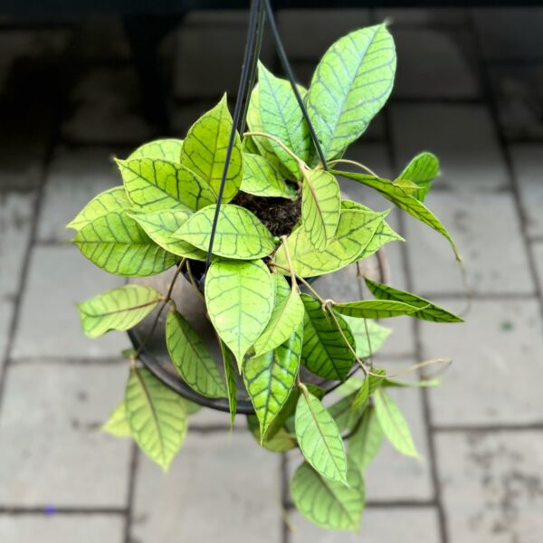 Hoya callistophylla 'KAL16', Star of Samoa, blad