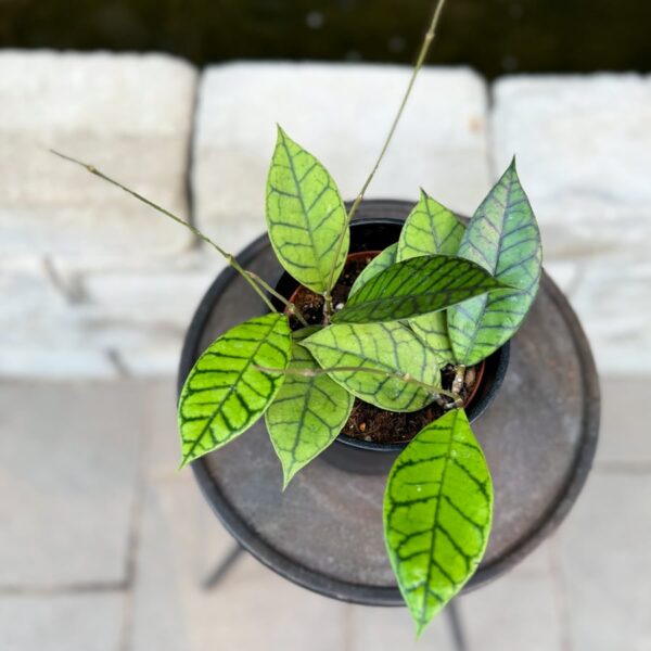 Hoya callistophylla, KAL16, Star of Samoa, ung planta