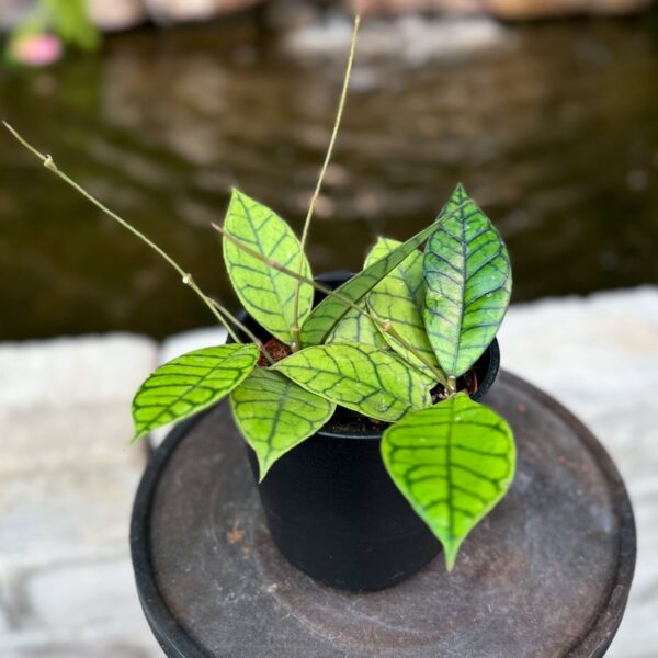 Hoya callistophylla, KAL16, Star of Samoa, ung planta