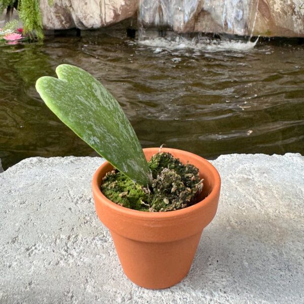 Hoya kerrii 'Splash', stickling