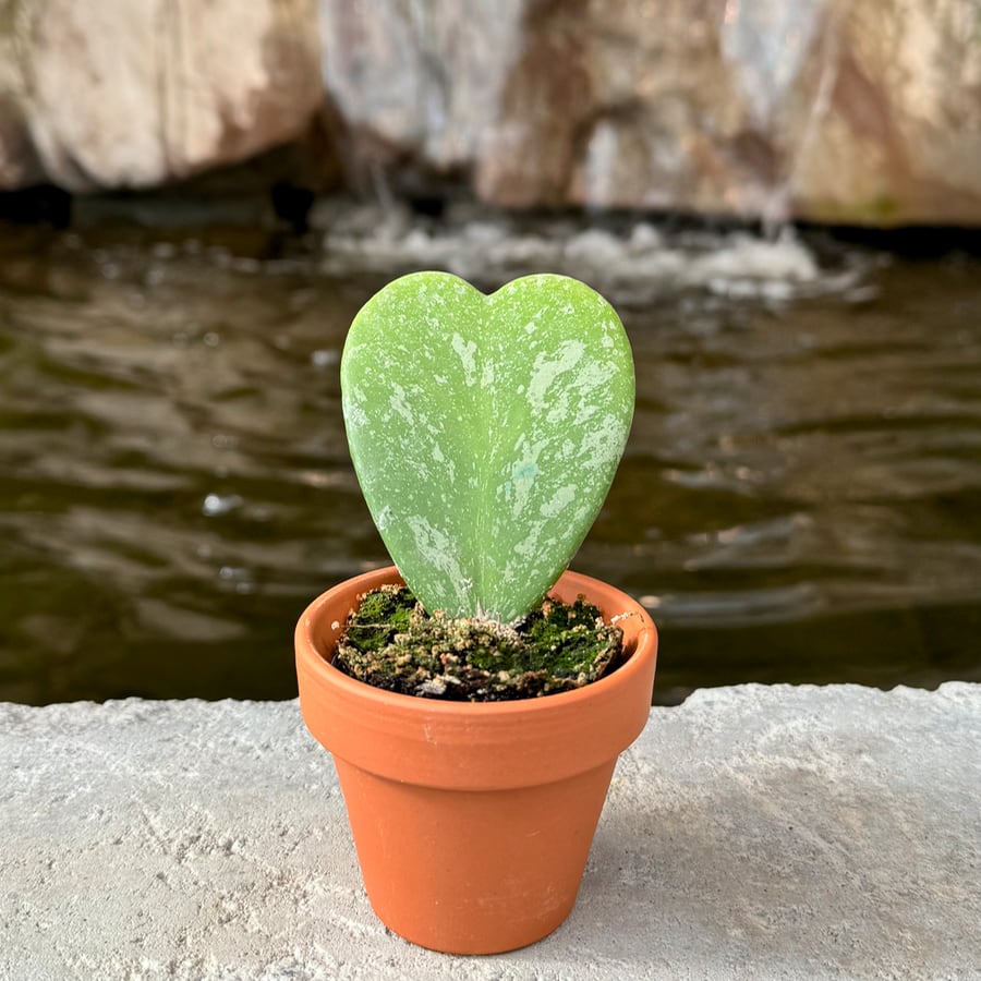 Hoya kerrii 'Splash', stickling