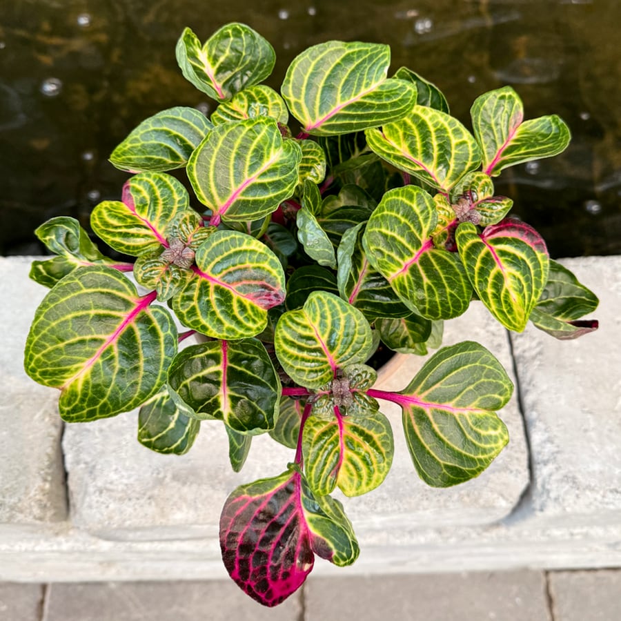 Iresine herbstii 'Rich Funnygold', blad
