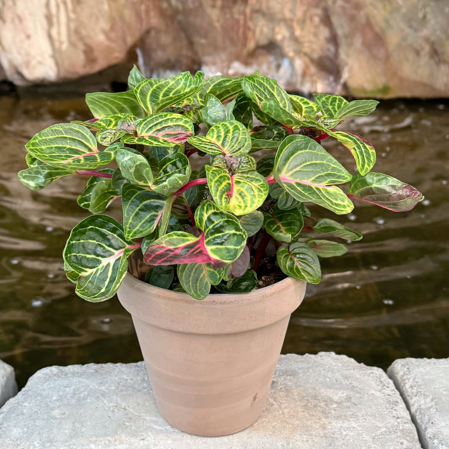 Iresine herbstii 'Rich Funnygold', vuxen planta