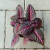 Iresine herbstii 'Rich Redstar', blad