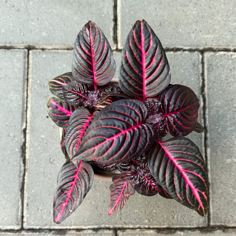 Iresine herbstii 'Rich Redstar', blad
