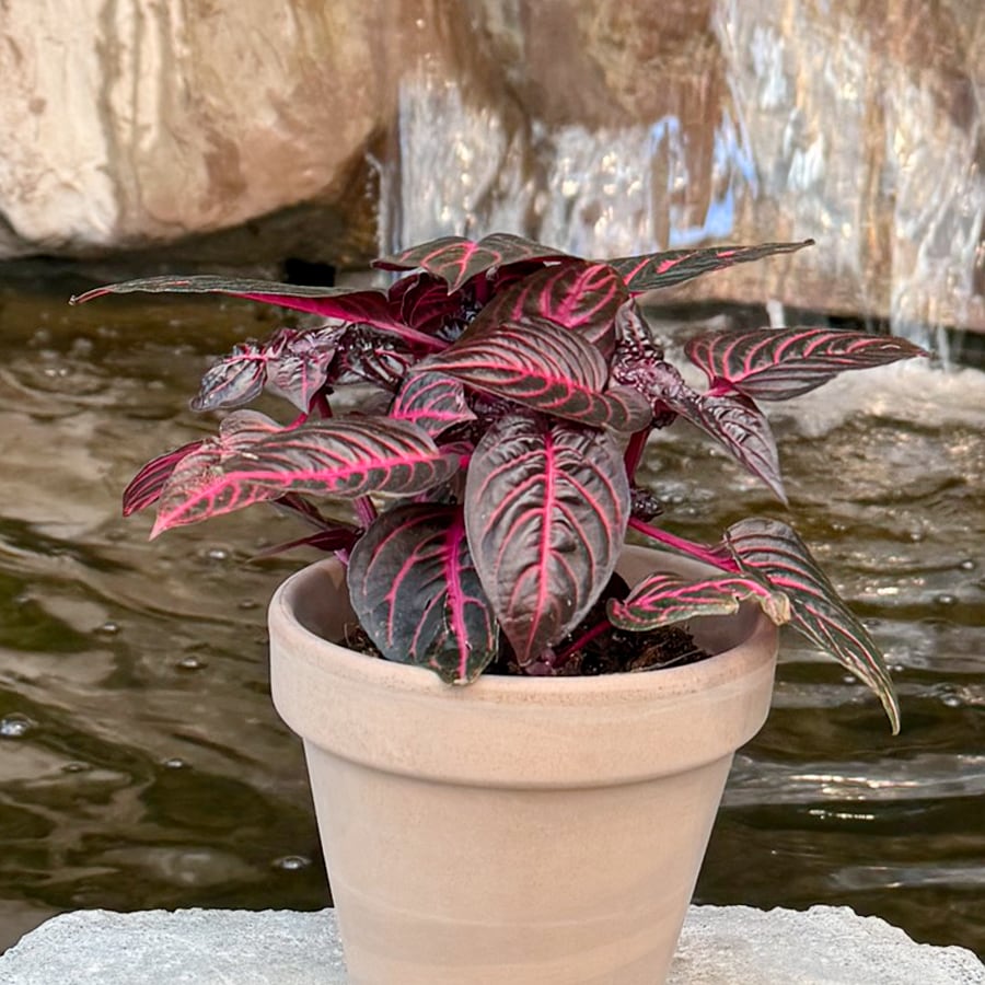 Iresine herbstii 'Rich Redstar', vuxen planta