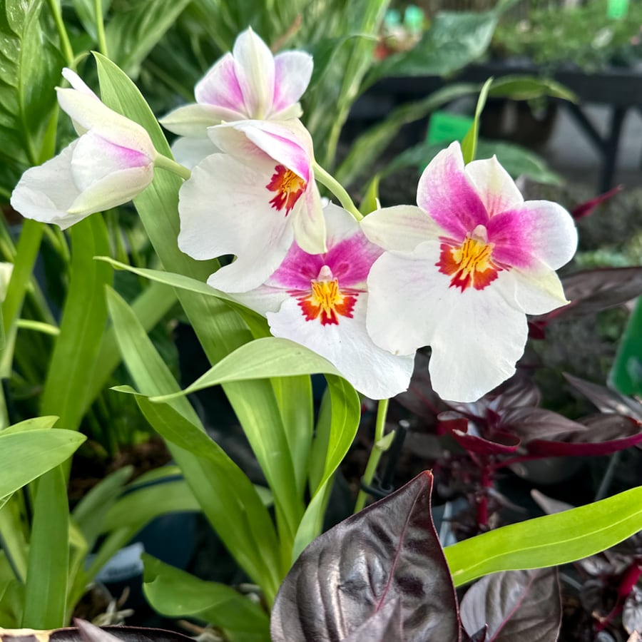 Miltoniopsis Herralexandre, blommande bland andra vaxter