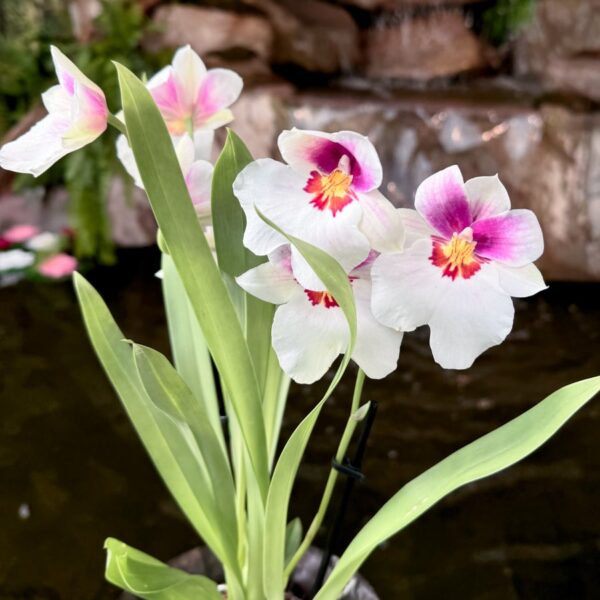 Miltoniopsis Herralexandre, blommor