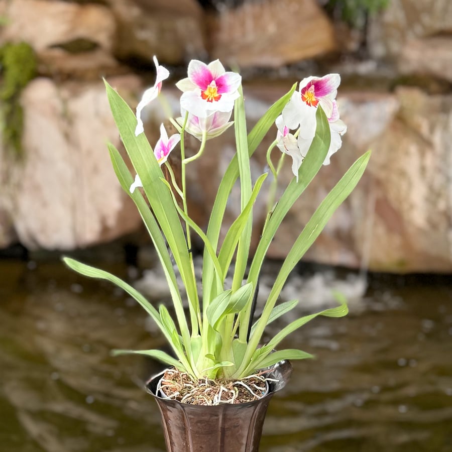 Miltoniopsis Herralexandre, i blom