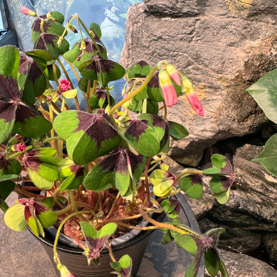 Oxalis tetraphylla var. tetraphylla 'Iron Cross', blad