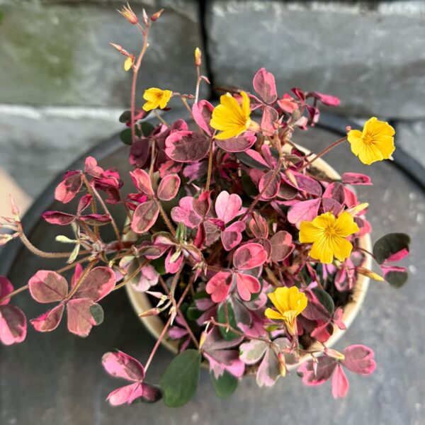 Oxalis trilangularis 'Crazy Plum', i blom