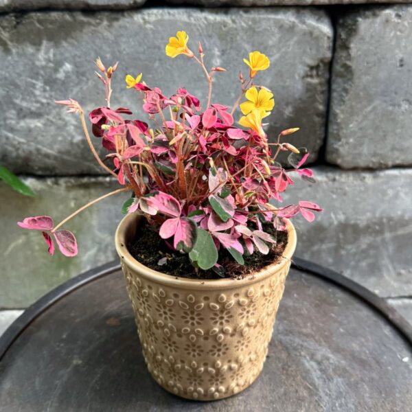 Oxalis trilangularis 'Crazy Plum', i blom