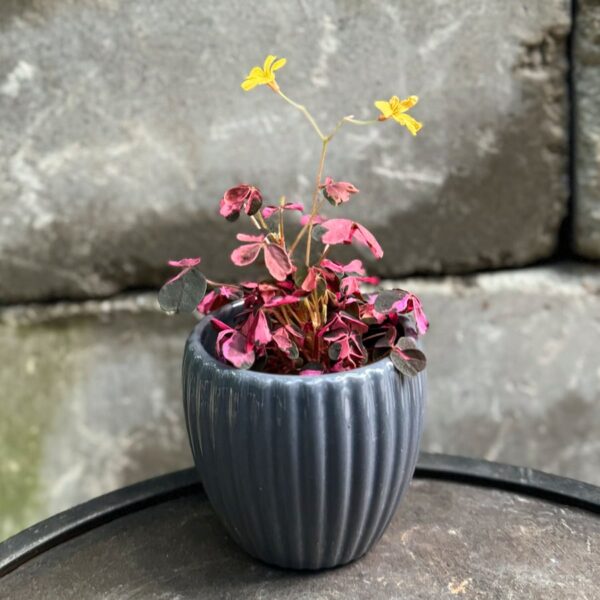 Oxalis trilangularis 'Crazy Plum', stor nog att blomma