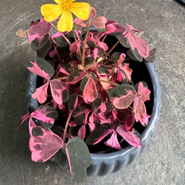 Oxalis trilangularis 'Crazy Plum', stor nog att blomma