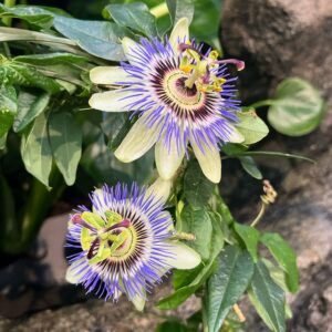 Passiflora caerulea, blommor