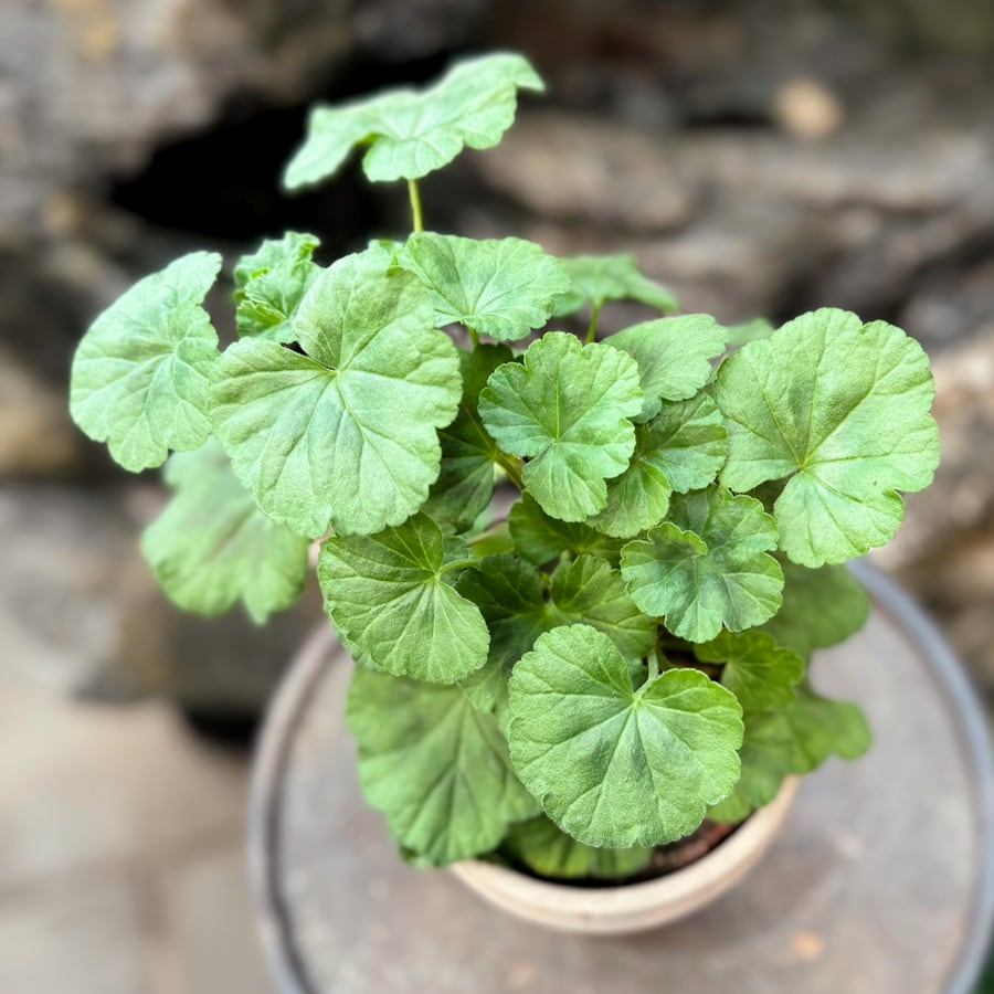 Pelargon Black Knight, lavendel, blad