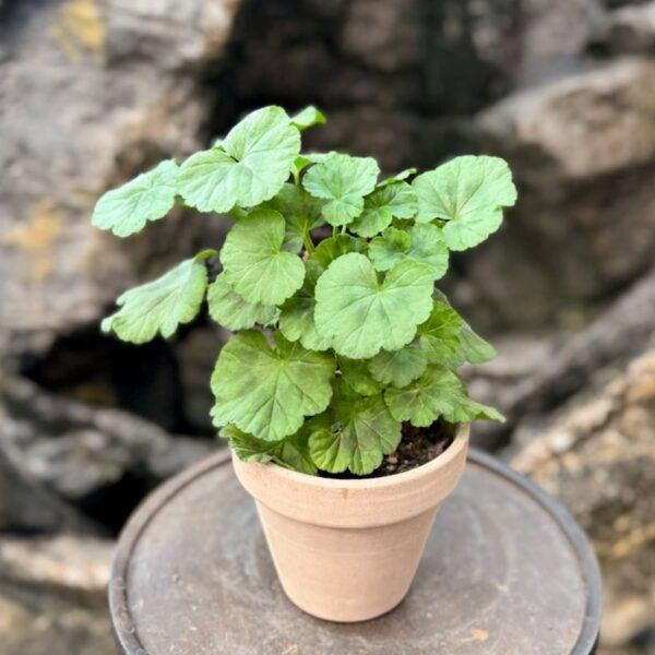 Pelargon Black Knight, lavendel, ung planta