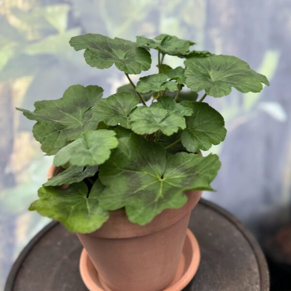 Pelargon Black Knight, rosa, ung planta