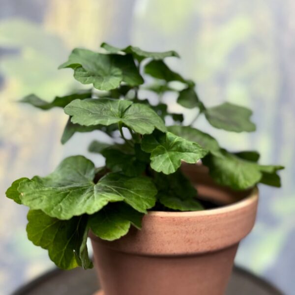 Pelargon Black Knight, ung planta