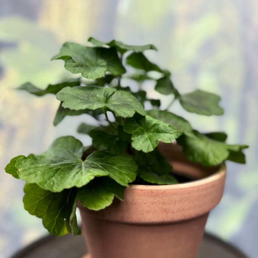 Pelargon Black Knight, ung planta