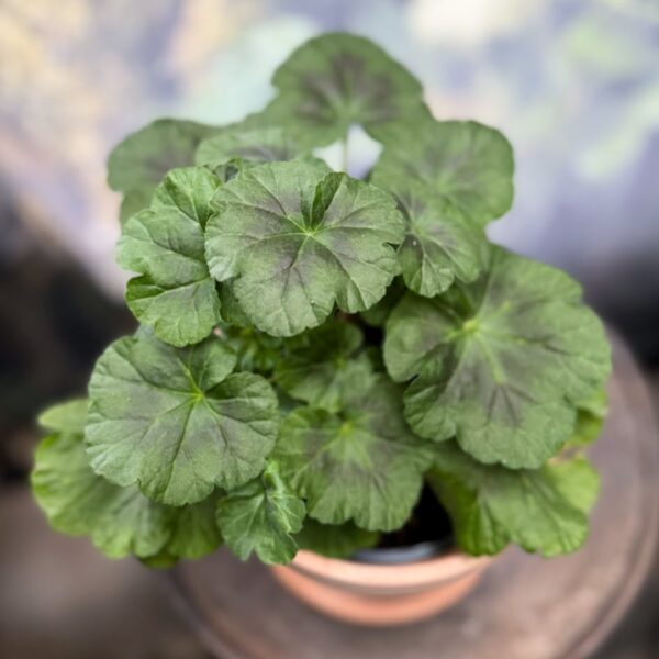 Pelargon Black Knight, ung planta