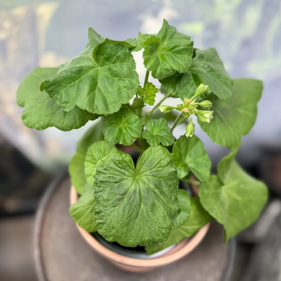 Pelargon Cook's Peach Blossom, blad och knoppar