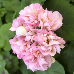 Pelargon Cook's Peach Blossom, blommor