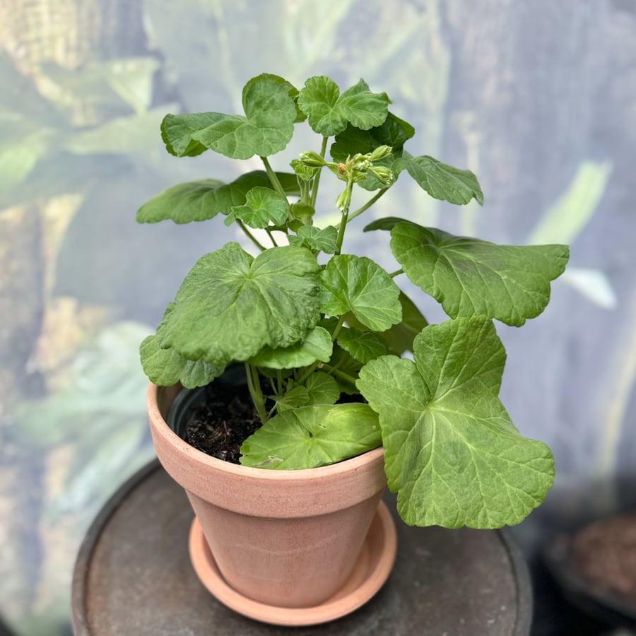 Pelargon Cook's Peach Blossom, knoppig planta